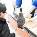南極にいる生き物の紹介ブースにあったペンギンの雛の模型