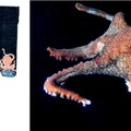 「紺地蛸文様六尺看板」とタコ（作品画像：京都国立博物館蔵）