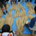 おおはし里の杜でおこなわれた脱穀体験イベント（20日）