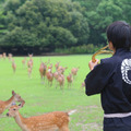 奈良公園、足音とともに大群で押し寄せる鹿たち