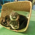 伊勢夫婦岩ふれあい水族館「日本初　注文の多いツメナシカワウソの赤ちゃん子育て体験」　4月に生まれた2頭の赤ちゃん