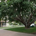 「Nelson Marlborough Institute of  Technology」のキャンパスは緑豊か。都会の喧騒を離れ、じっくりブドウに向き合う時間を持てる