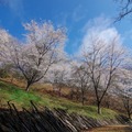 ハローウッズ 春の森 桜