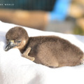 生まれて間もないケープペンギンの赤ちゃん
