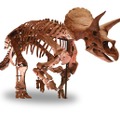 トリケラトプスの実物全身骨格が日本初上陸（ヒューストン自然科学博物館所蔵）