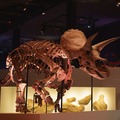 Sony presents DinoScience 恐竜科学博 ～ララミディア大陸の恐竜物語～（ヒューストン自然科学博物館所蔵）