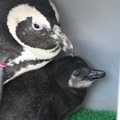 ケープペンギンの赤ちゃん、生後30日目（2023年2月21日孵化、性別不明）