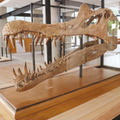 理科の教材や専門家の研究資料として活用されている「恐竜・化石ギャラリー」