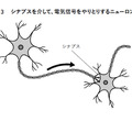 図3　シナプスを介して、電気信号をやりとりするニューロン