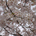 都内の桜（2010年） 都内の桜（2010年）