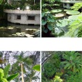熱帯の植物たち