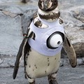 カメラを装着したフンボルトペンギン