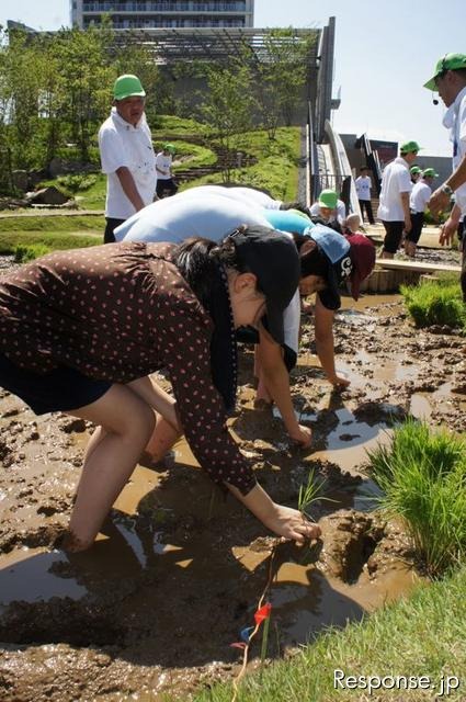 首都高速道路、大橋ジャンクションの換気所屋上に現れた水田で小学生が田植えを体験