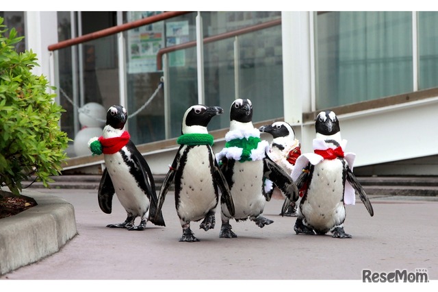 クリスマスペンギンパレード