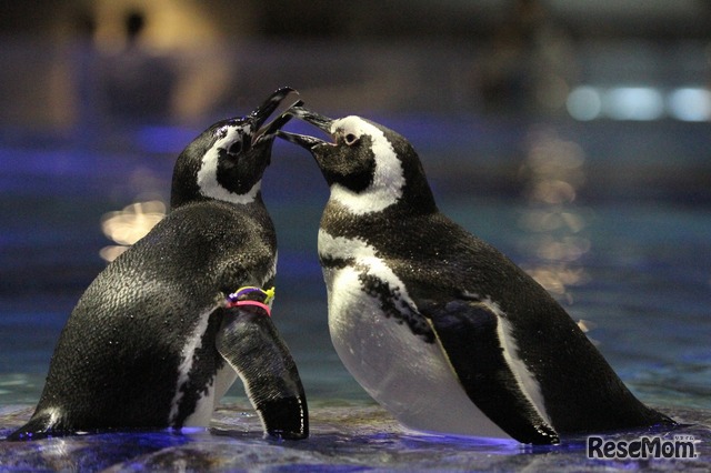 恋の季節真っ只中のペンギンたち （写真提供：すみだ水族館）