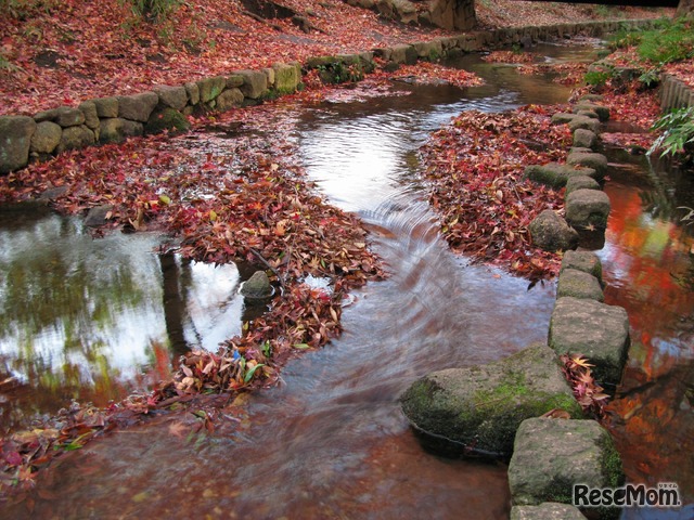 校内を流れる秋のすすぎ川