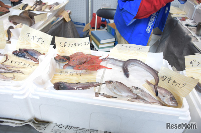 東京大学 柏キャンパス 一般公開2017／大気海洋研究所のようす…珍しい魚を毎年展示、質問をする子どもたちに教授らが丁寧に解説してくれる