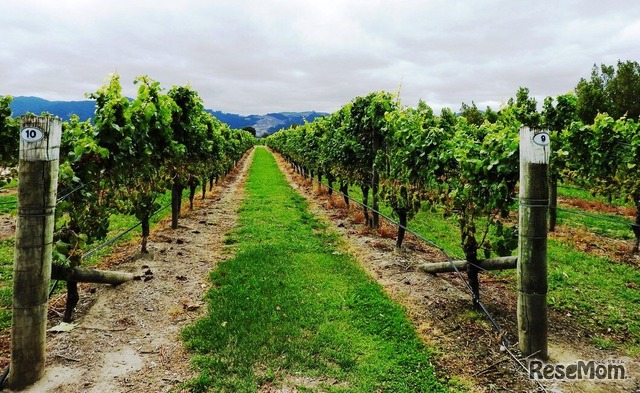 安藤祐一氏が勤務するマールボロのワイナリー「Allan Scott Family Winemakers」のワイン畑を見せてもらった