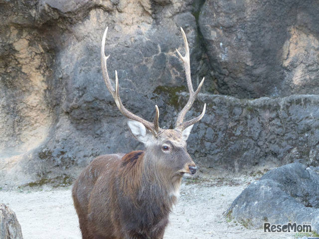 東京都恩賜上野動物園では5月12日に「国際博物館の日記念ツアー 上野の山で動物めぐり～ツノのある動物～」を開催する