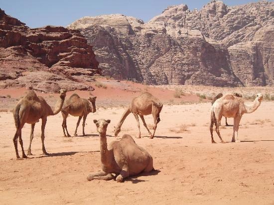 砂漠といえば、ゆったりラクダが定番……ワディラム / ヨルダン
