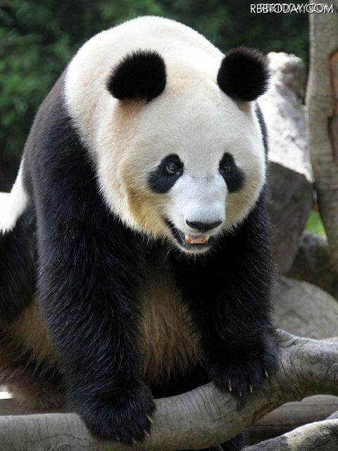 上野動物園のパンダ、「リーリー」と「シンシン」に決定……22日から一般公開 メスは「シンシン（真真）」に