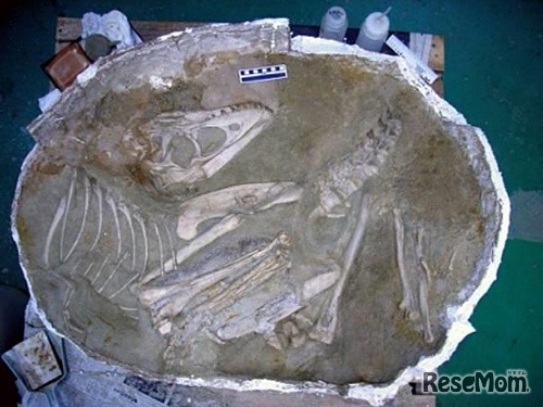 発掘時のタルボサウルス（子ども）の骨格