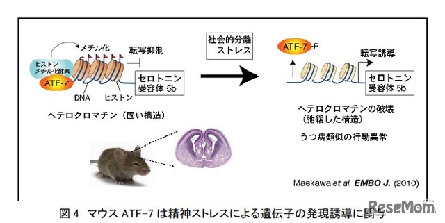 マウスATF-7 は精神ストレスによる遺伝子の発現誘導に関与