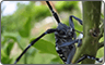 サムネイル：昆虫の観察と撮影方法
