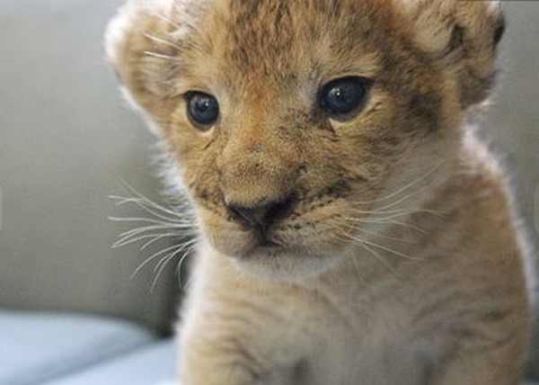 夏休み 那須でホワイトタイガー誕生 8 12より赤ちゃんライオンと同時公開 3枚目の写真 画像 リセマム