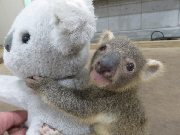 春休み18 赤ちゃんコアラの名前を決めよう こども動物自然公園4 1 8 リセマム