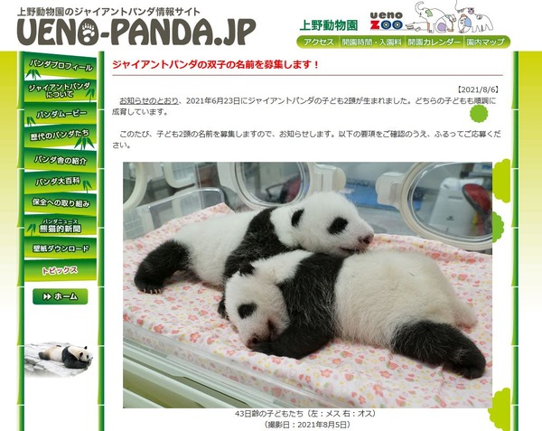 上野動物園、パンダの双子赤ちゃん名前募集