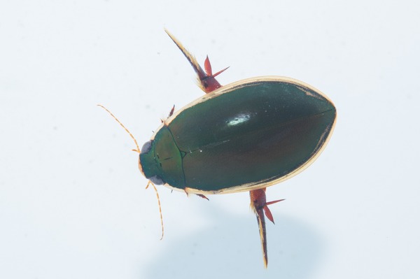 小学生が絶滅危惧種コガタノゲンゴロウ発見…滋賀県で30年ぶり | リセマム