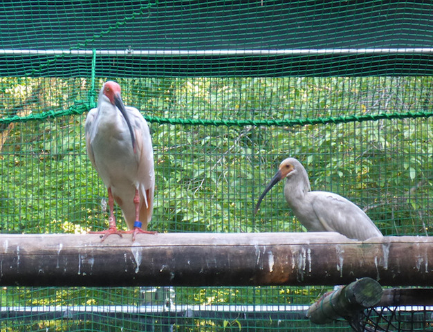 今年生まれたトキ（右）と父親　(c) 公益財団法人東京動物園協会