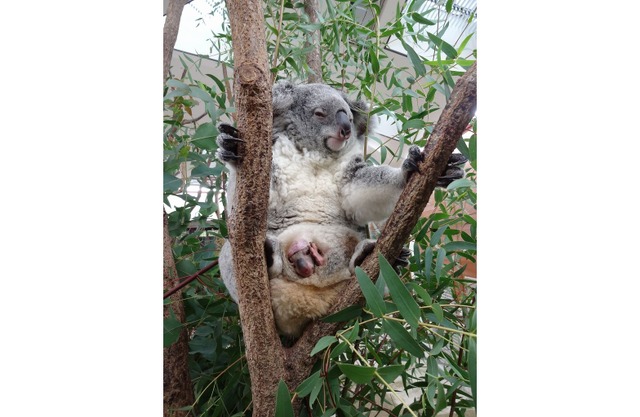 赤ちゃんコアラがママの袋から こんにちは 埼玉こども動物自然公園 リセマム