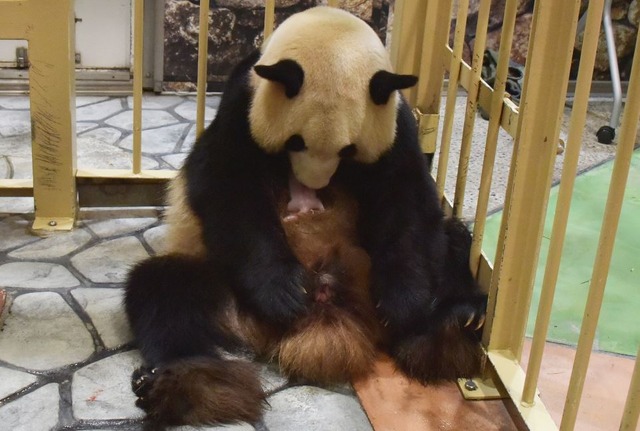 和歌山アドベンチャーワールド ジャイアントパンダの赤ちゃん誕生 リセマム