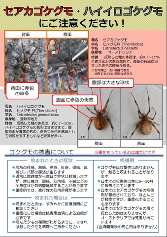 環境省：セアカゴケグモ・ハイイロゴケグモにご注意ください