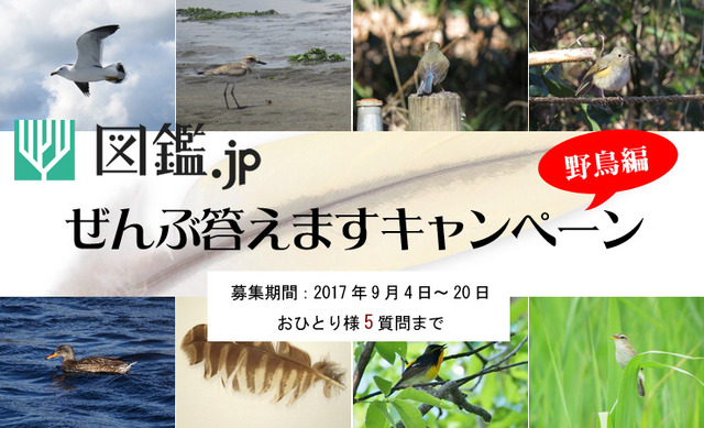 図鑑.jp「ぜんぶ答えますキャンペーン野鳥編」