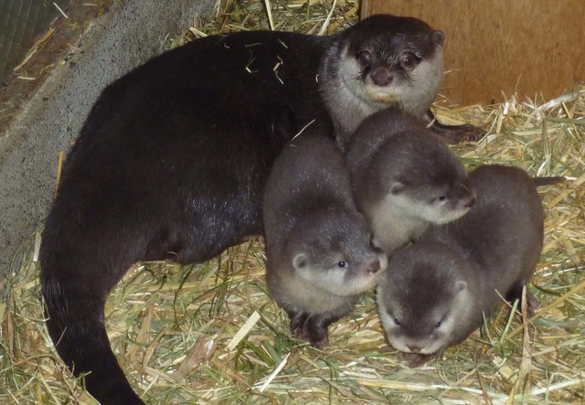 園初 コツメカワウソの赤ちゃん3頭誕生 埼玉こども動物自然公園 リセマム