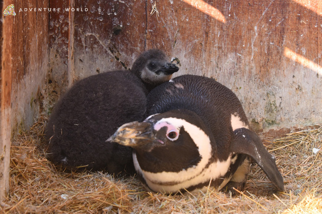 アドベンチャーワールドに7羽のケープペンギンの赤ちゃん誕生 リセマム