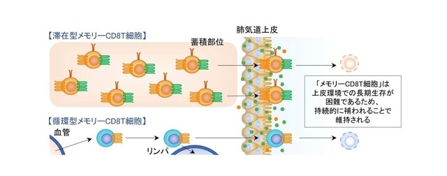 滞在型メモリーCD8T細胞の働き（イメージ）