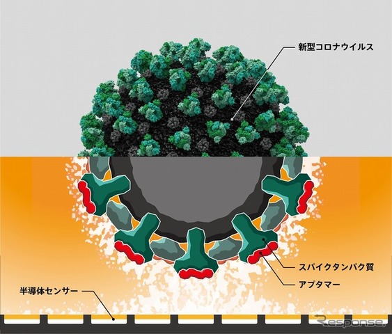 新型コロナウイルス検出イメージ