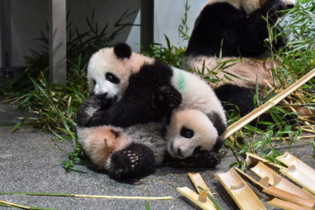 赤ちゃんパンダ2頭を一般公開 上野動物園 リセマム