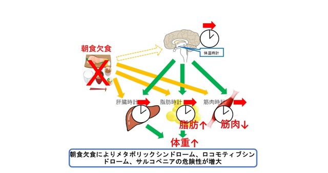 朝食を食べないと、体重が増えるだけではなく、筋肉量も低下することを解明