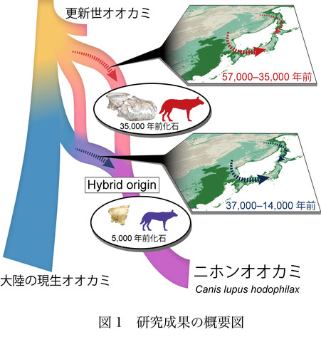 研究結果の概要図