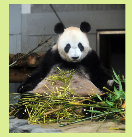 上野動物園で7 5パンダの赤ちゃん誕生 映像と鳴き声をネット公開 リセマム