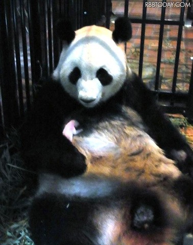 上野動物園の赤ちゃんパンダ 肺炎で死亡 リセマム
