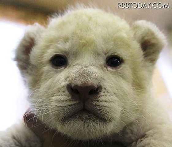 ホワイトライオンの赤ちゃんの名前募集 母親は メープル リセマム