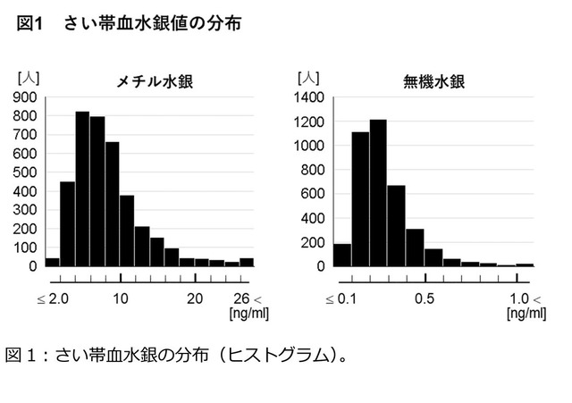 さい帯血水銀の分布（ヒストグラム）