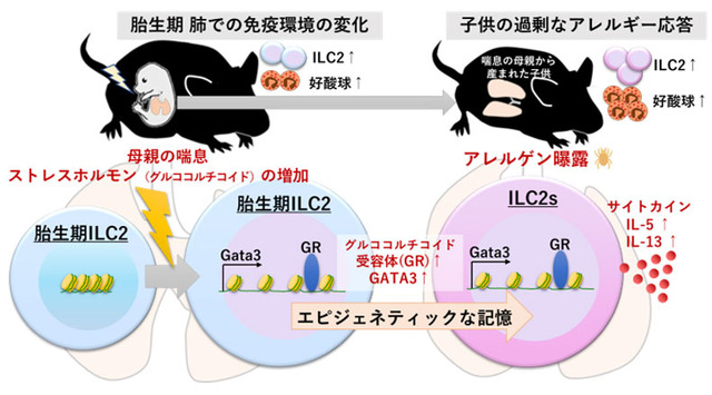 妊娠中の母体の喘息やストレスが子供の喘息を悪化させるメカニズム