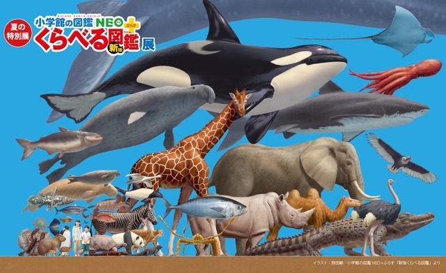 夏の特別展「くらべる図鑑展」